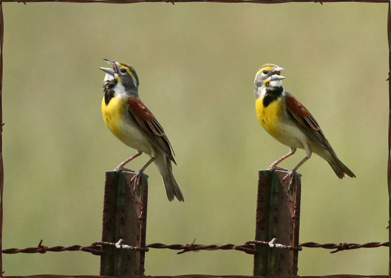 Dickcissel facts about the breeding bird species from order Passeriformes.