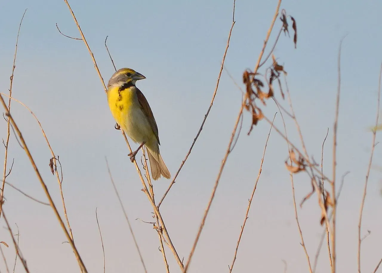 Dickcissels breeding range expands across the central United States.