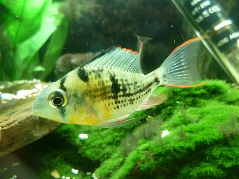 The German blue ram is a tropical fish species.