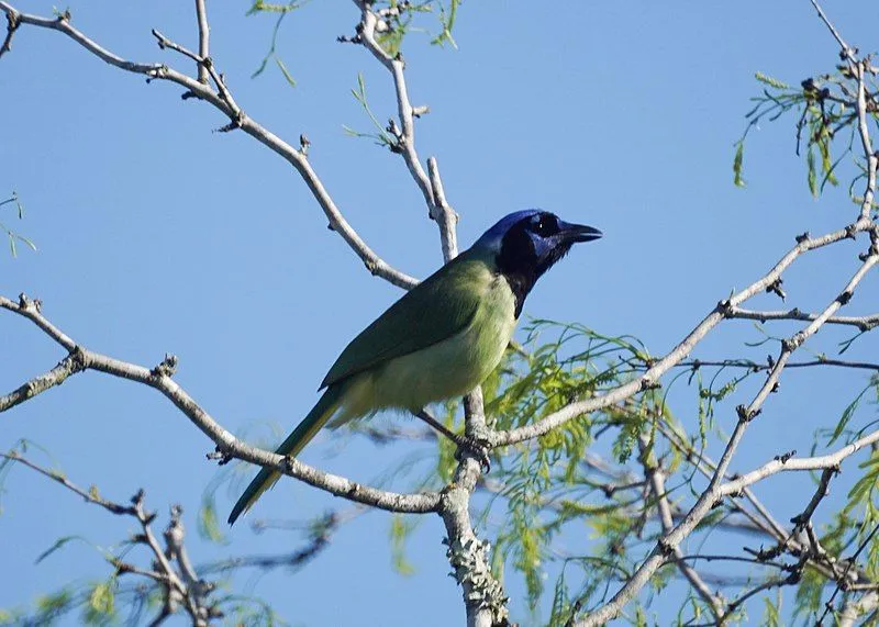 17 Amaze Wing Facts About The Green Jay For Kids