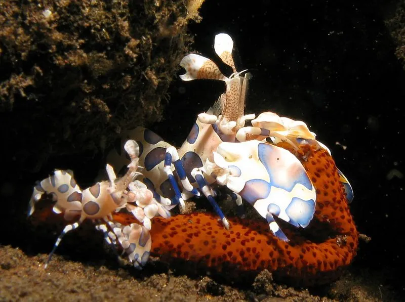 Harlequin Shrimp eating starfish is quite a common sight in aquariums.