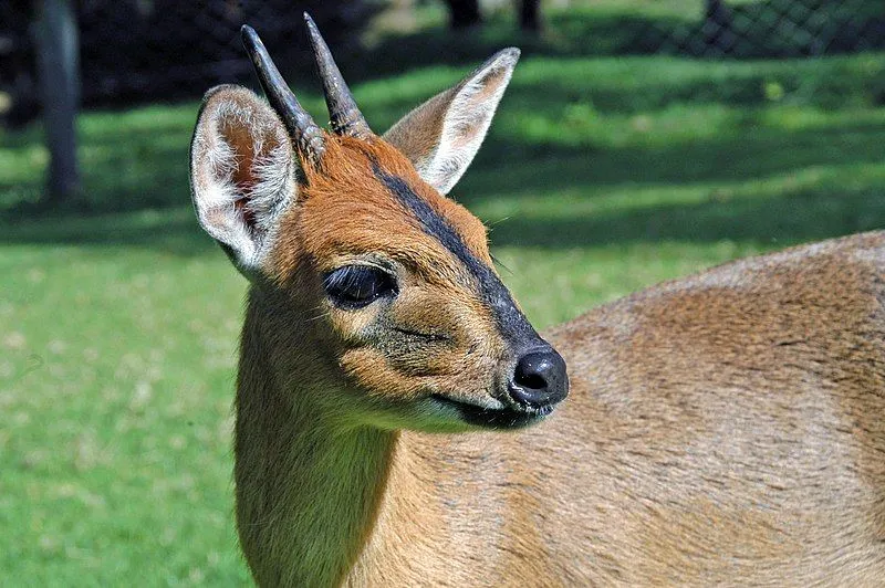 Common duiker facts about the African bush duiker with a preference for open habitat.
