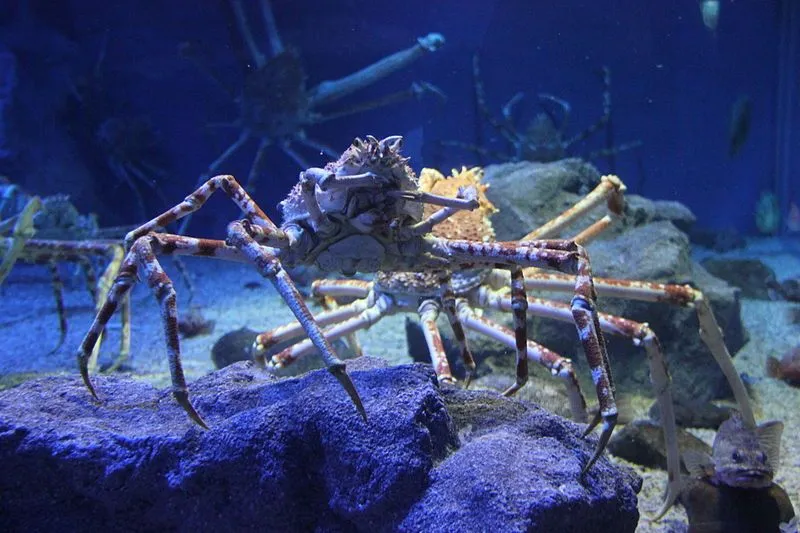 Spider Crab 15 Facts You Won T Believe