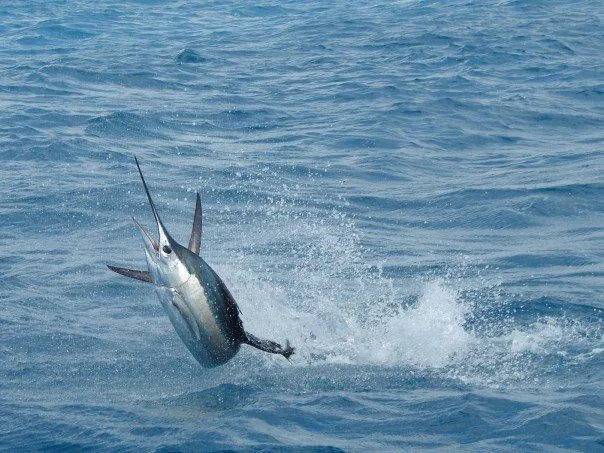 Sailfish have elongated bills that extend from their heads and sail-like dorsal fins.