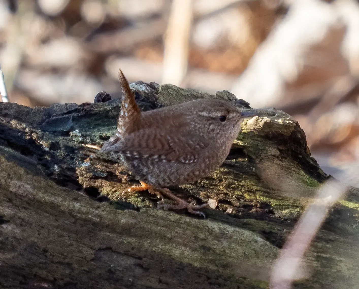 Winter wren can be seen investigating upturned roots and decaying logs for their diet.