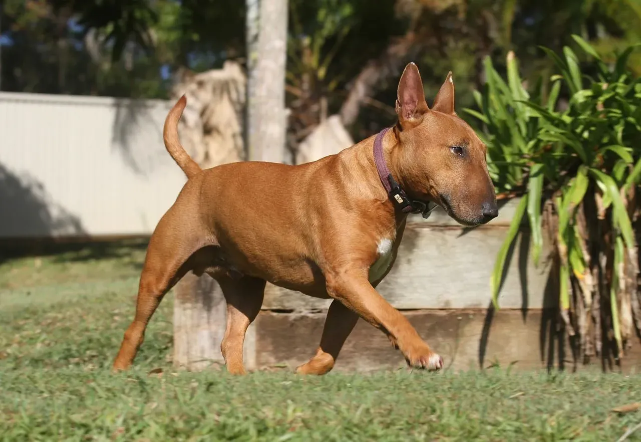 Miniature bull terrier hypoallergenic qualities make it a popular pet dog breed.