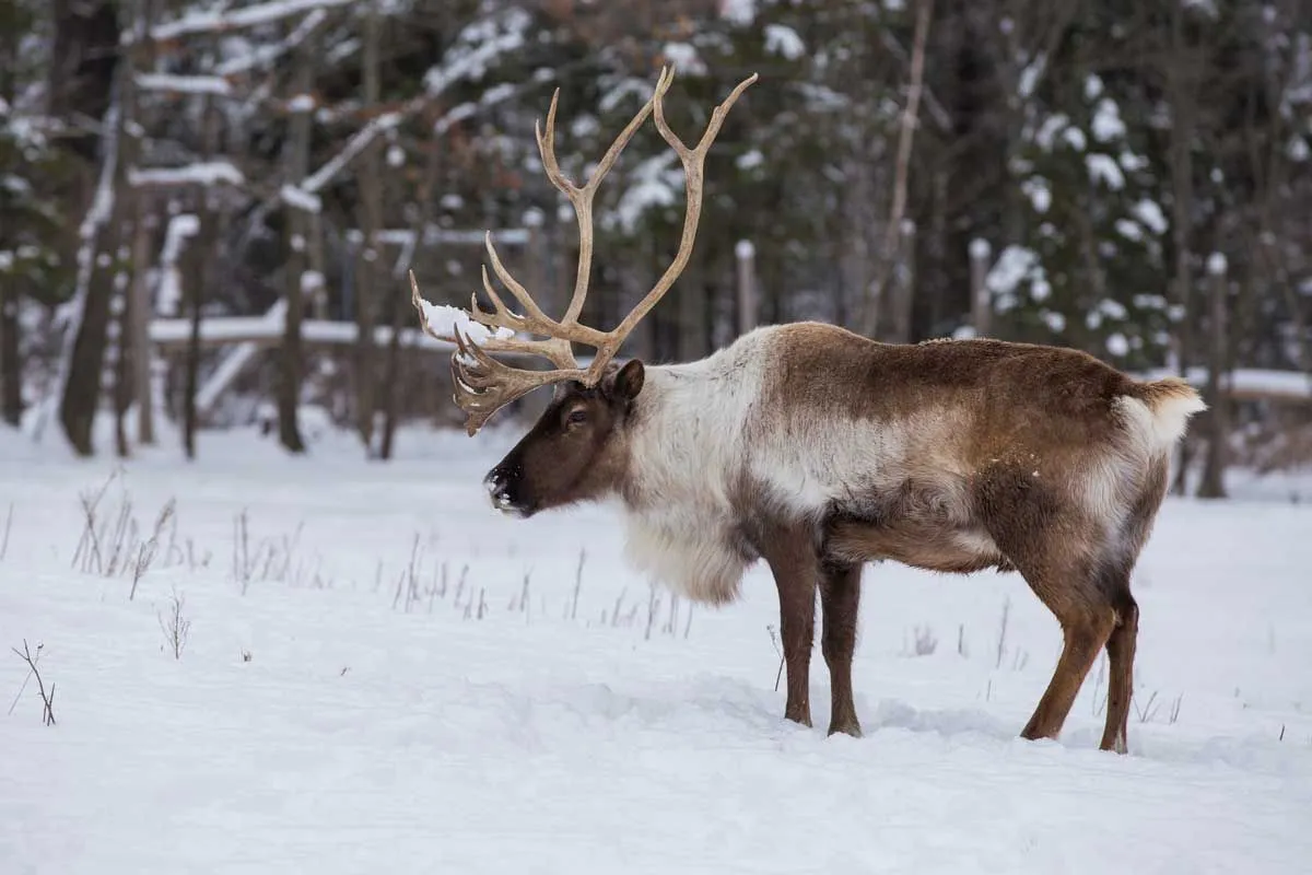 Fun Woodland Caribou Facts For Kids