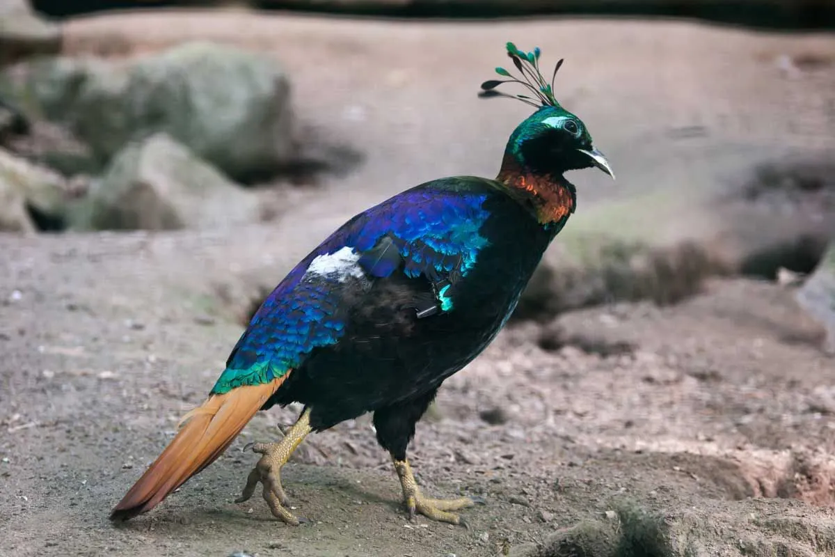 Read these Himalayan monal facts and know more about this bird