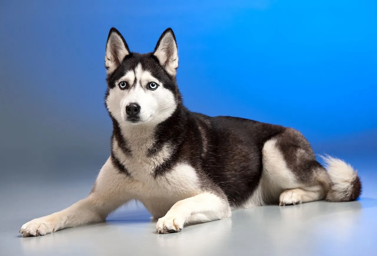 A Huskita has a height of 25 inches, weight of 75 pounds.