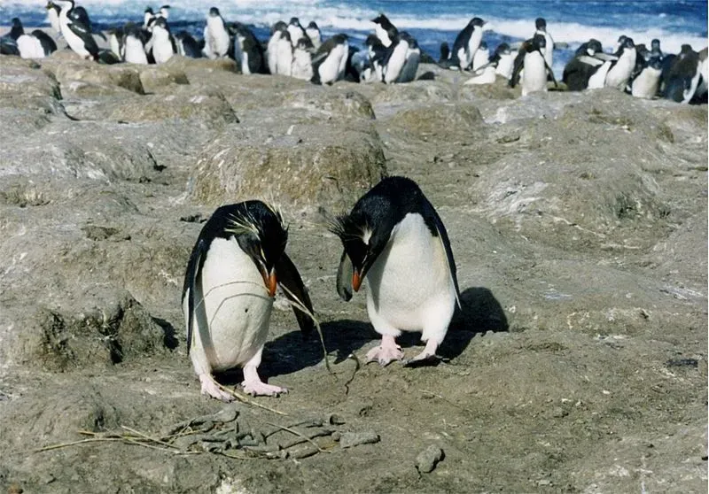 These are the tiniest species of crested penguins that belong to the South Antarctic region.