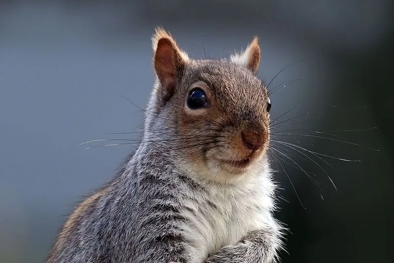 Grey squirrel facts about the tail flicking species.