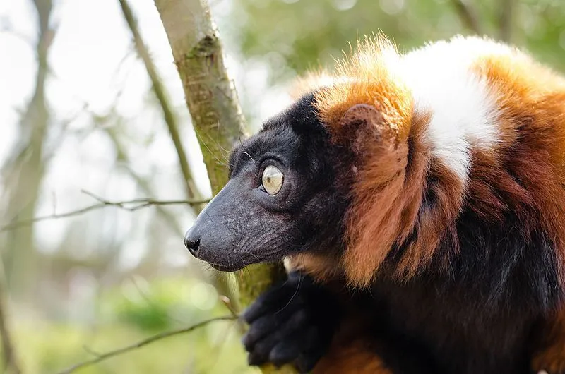Red ruffed lemurs give birth to litters of usually two to six offspring during the breeding season.