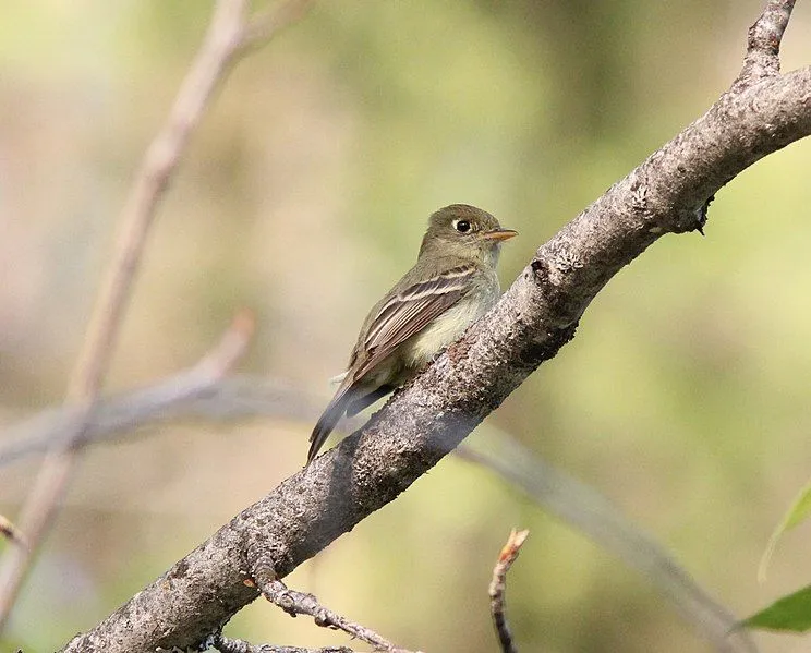 Cordilleran flycatchers are charming birds that have olive-green plumage.