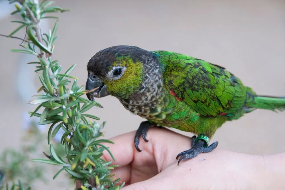There are so many fun black-capped conure facts to know and learn! How many do you already know?