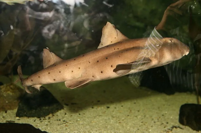 Mexican hornshark first dorsal fins their tail, pectoral fins and pelvic fins helps them swim easily by facilitating movement and black spots all over.