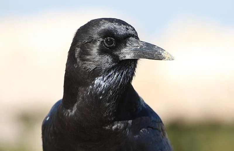 Learn information about the Cape crow, Corvus capensis, including distribution, range, diet, breeding, and habitat.
