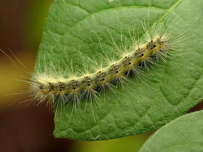 Fall webworm moth facts about the species that lays eggs on undersides of leaves