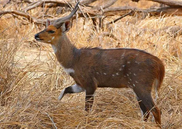 Bushbuck facts about the species native to sub Saharan Africa
