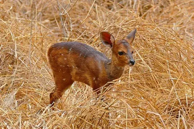 White patches on the body of a bushbuck are usually geometrically shaped