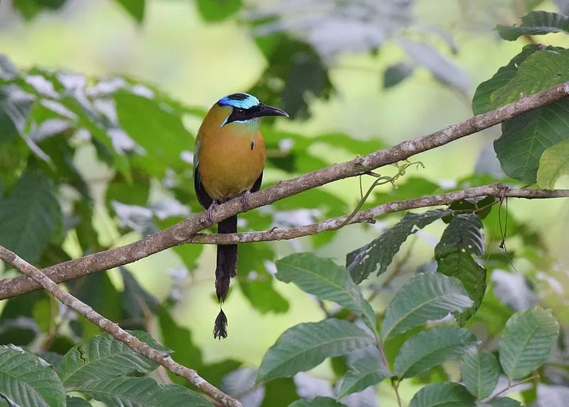 One of the interesting blue-crowned motmot facts is that they get their names from the blue bands on their crowns.