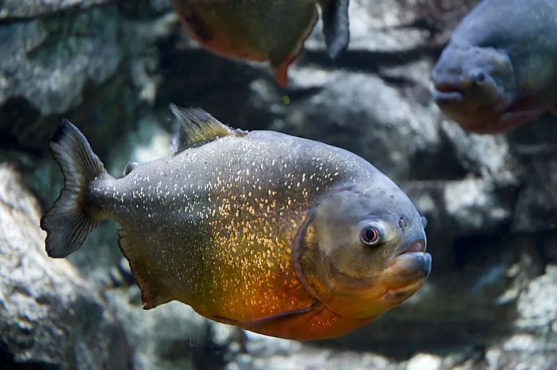 15 Fin Tastic Facts About The Red Bellied Piranha For Kids