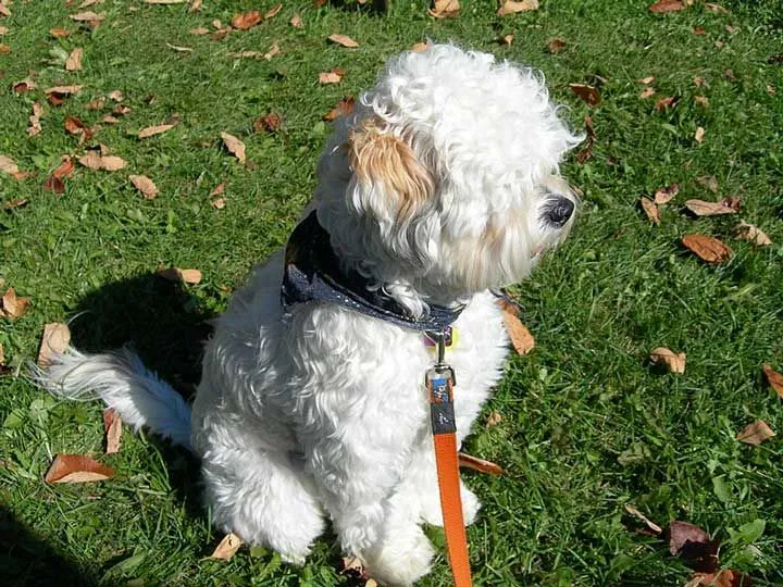 Lhasapoo is a mixed breed dog that is also popular as a guard dog.