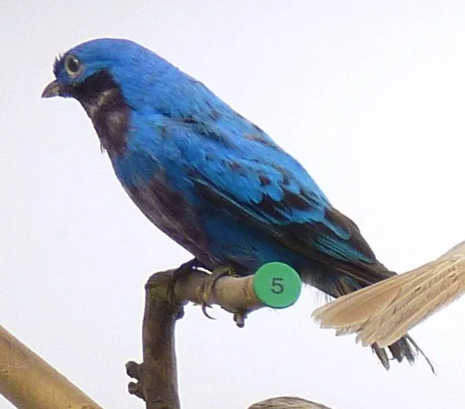 Lovely cotinga is a beautiful and brilliant blue brightly colored bird whose electric blue color instantly catches the eye.