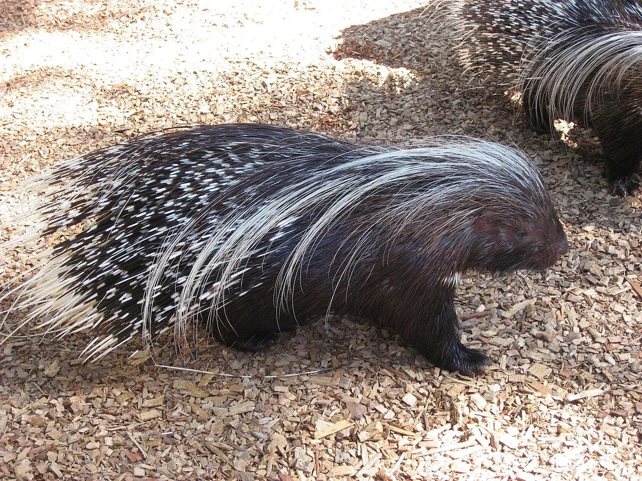 Fun Old World Porcupine Facts For Kids | Kidadl