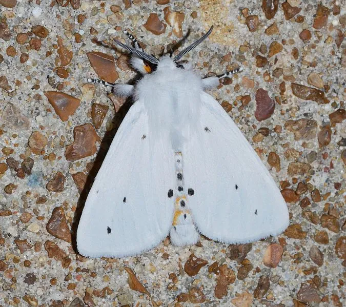 The adult Virginian tiger moth has a white-colored body with little or no black spots on the wings