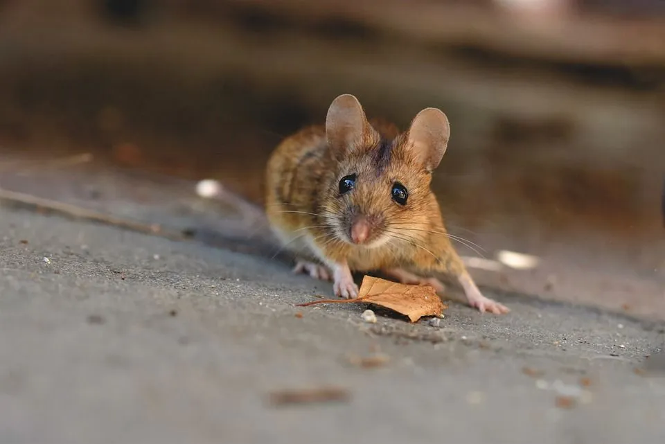 The Ryukyu mouse closely resembles the house mouse and has a brown back and a creamy underside.
