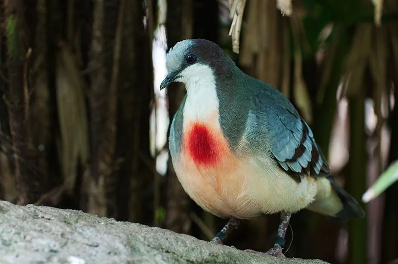 Read more about the Luzon bleeding-heart dove here.