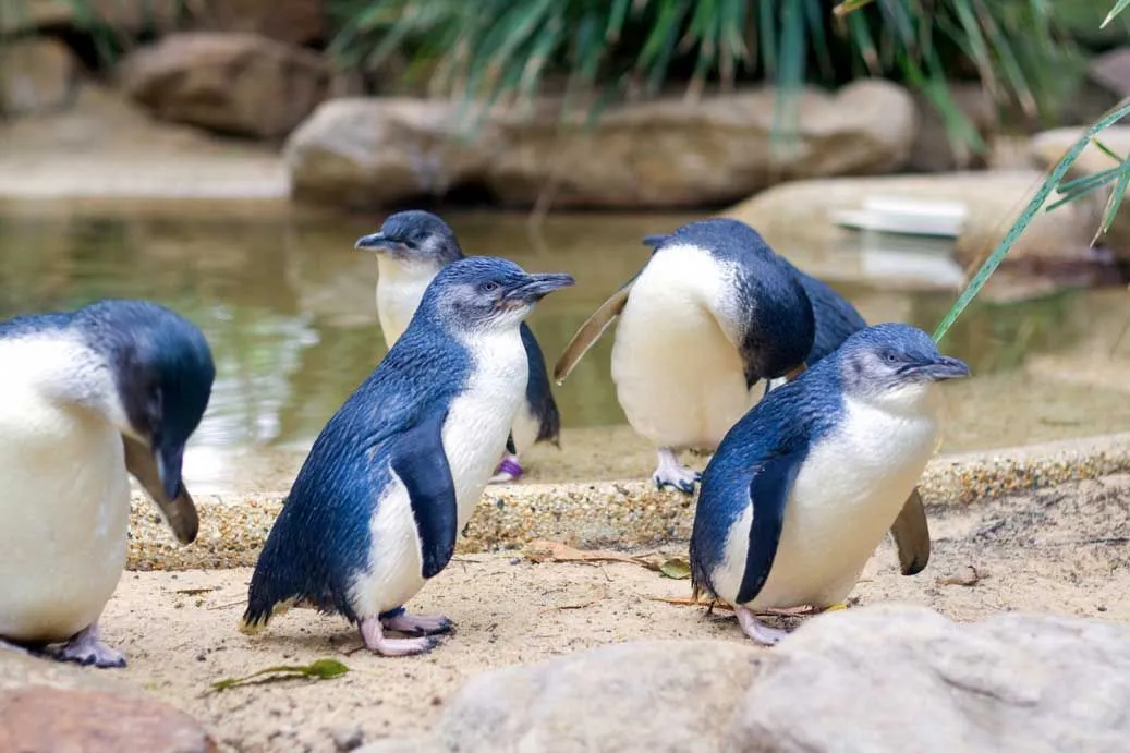 Little Blue Penguin 15 Facts You Won T Believe