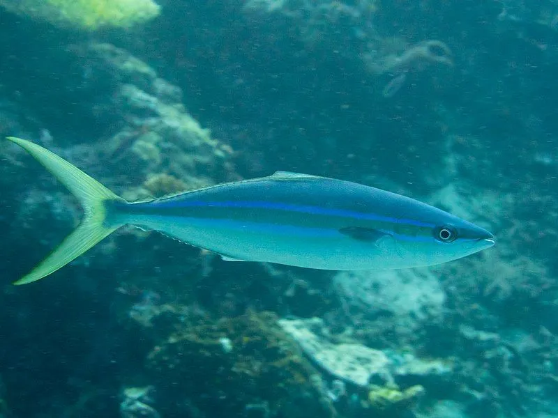 The bodies of these subtropical waters fishes are usually compressed and deep.