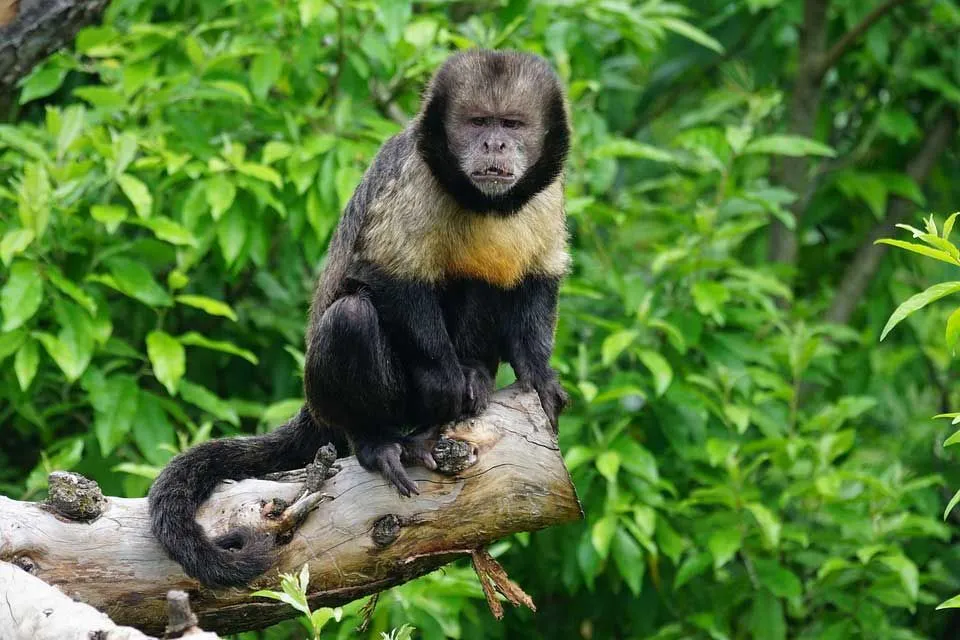 New World Monkey: 15 Facts You Won’t Believe