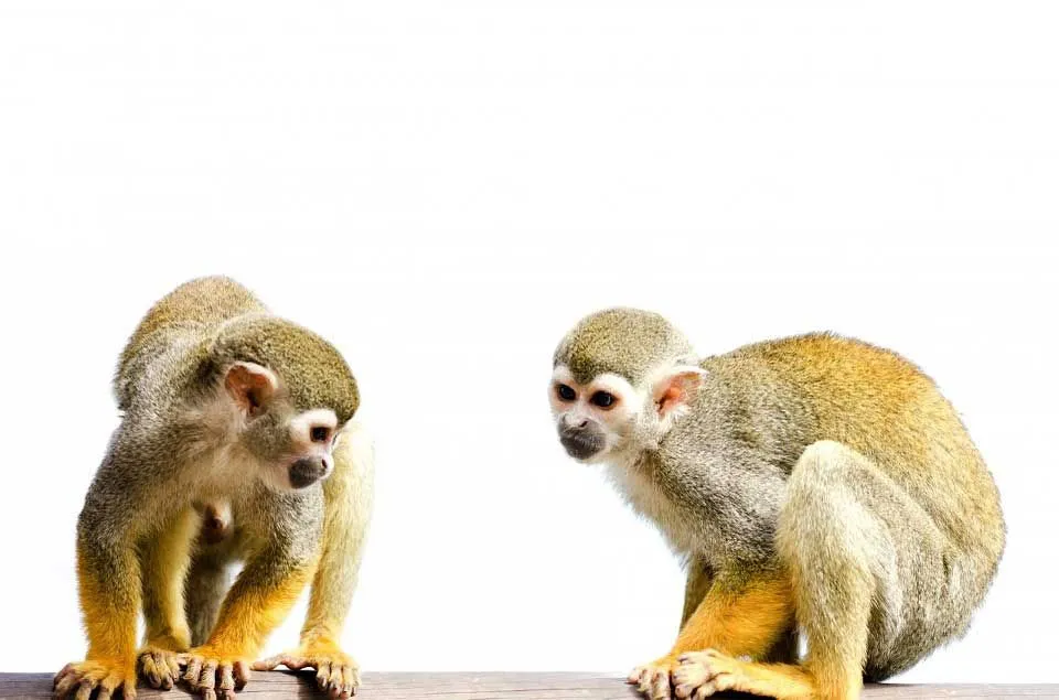 A few New World monkeys have prehensile tails