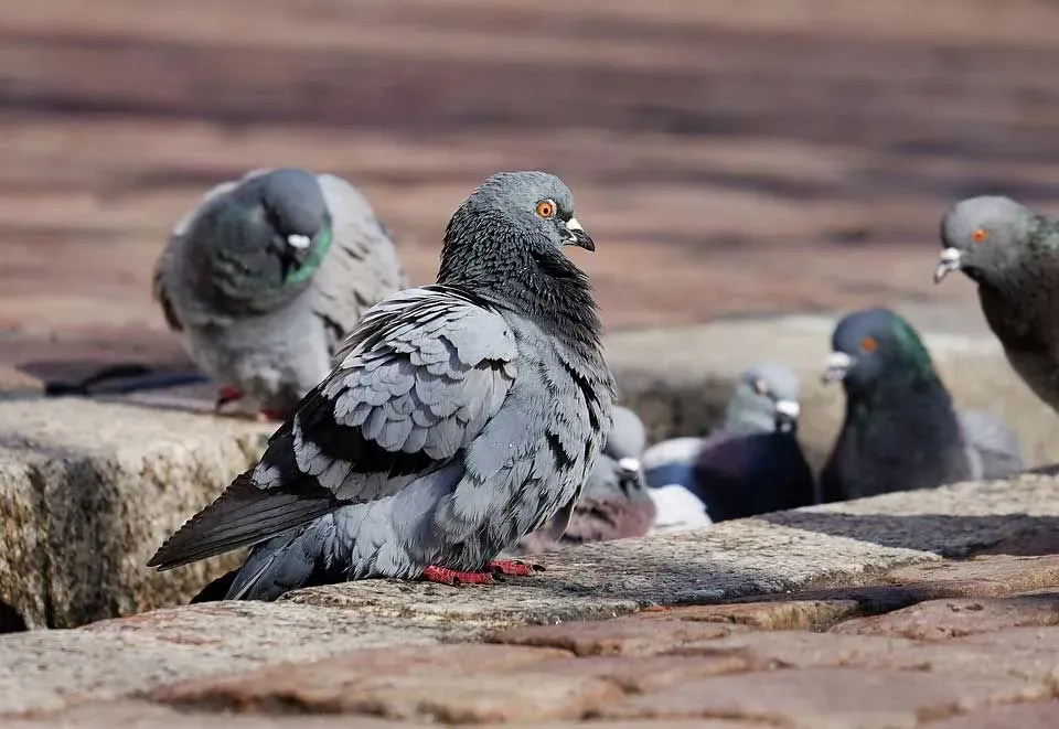 Pigeons, or Columbidae, have short feet and wings covered with eight feathers and a beautifully rounded tail also covered with feathers
