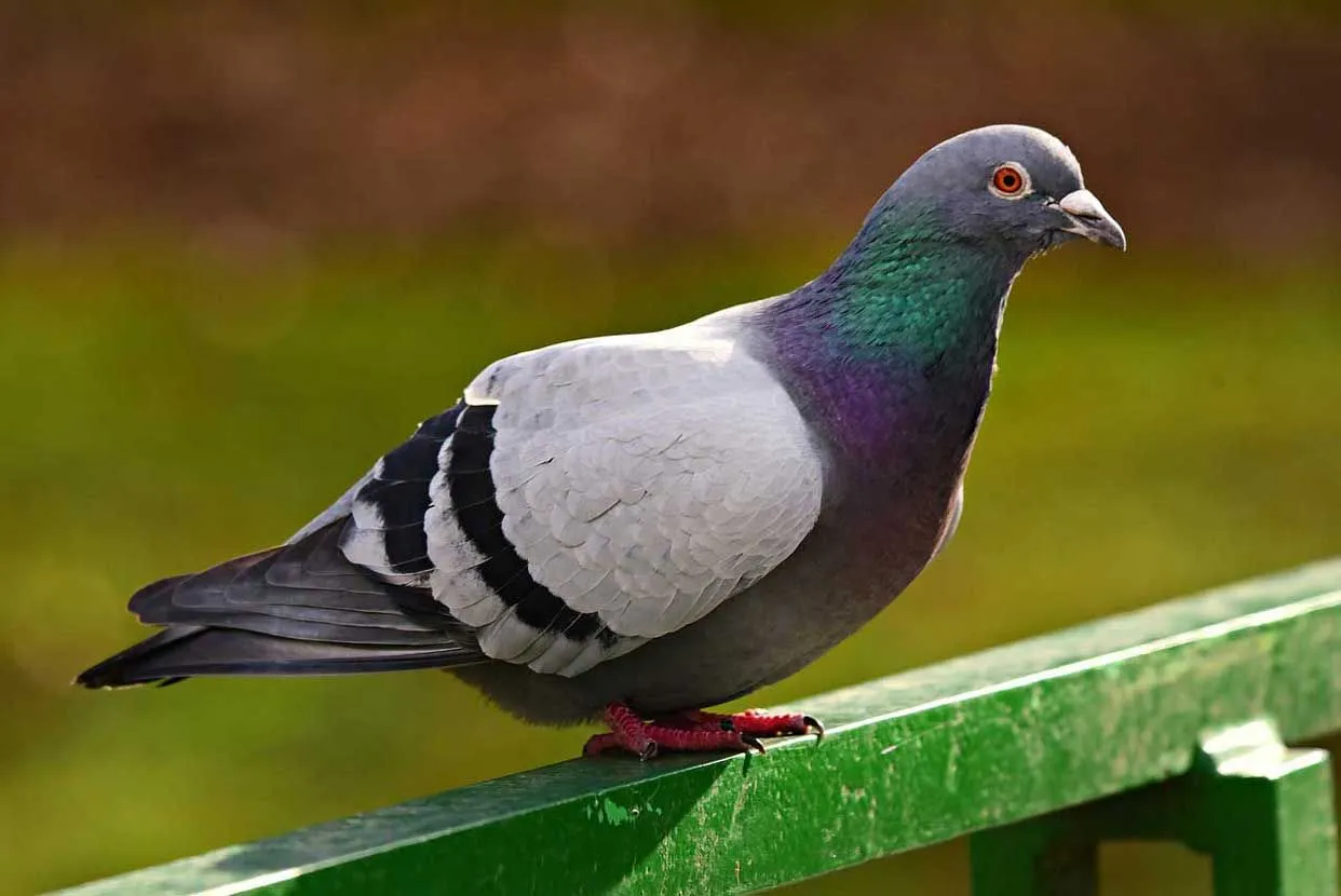 One of the rock pigeon facts is that they are an extremely complex and an intelligent species of birds