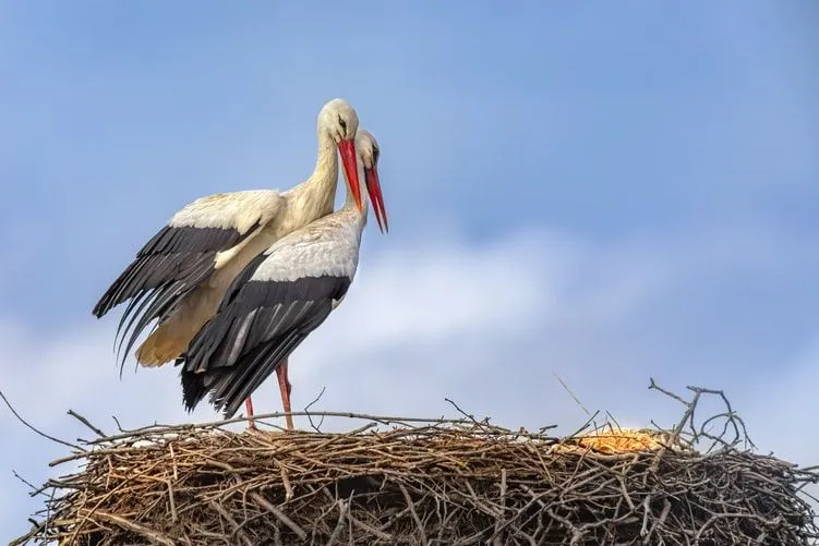 The white storks build very large nests for their eggs.