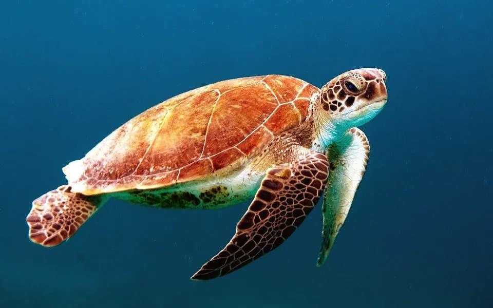 Sea turtles are a symbol of patience in many cultures.