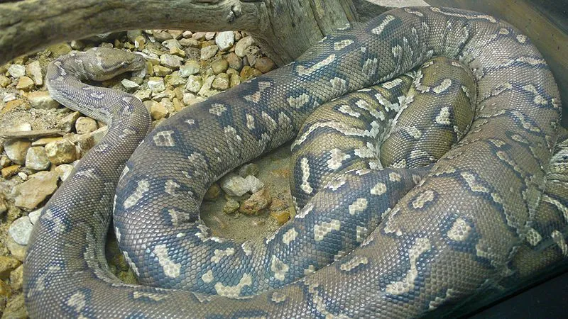 Fun Angolan python facts that will amaze you.