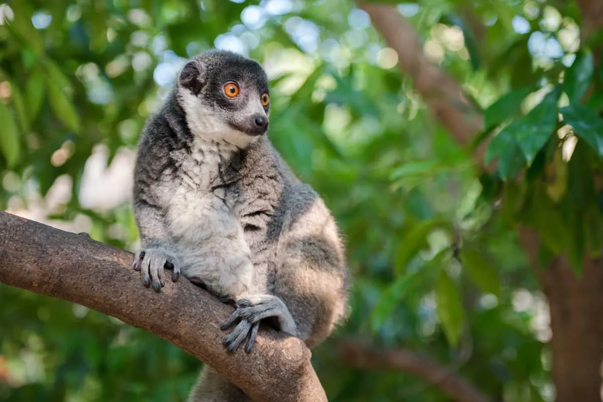 mongoose lemur