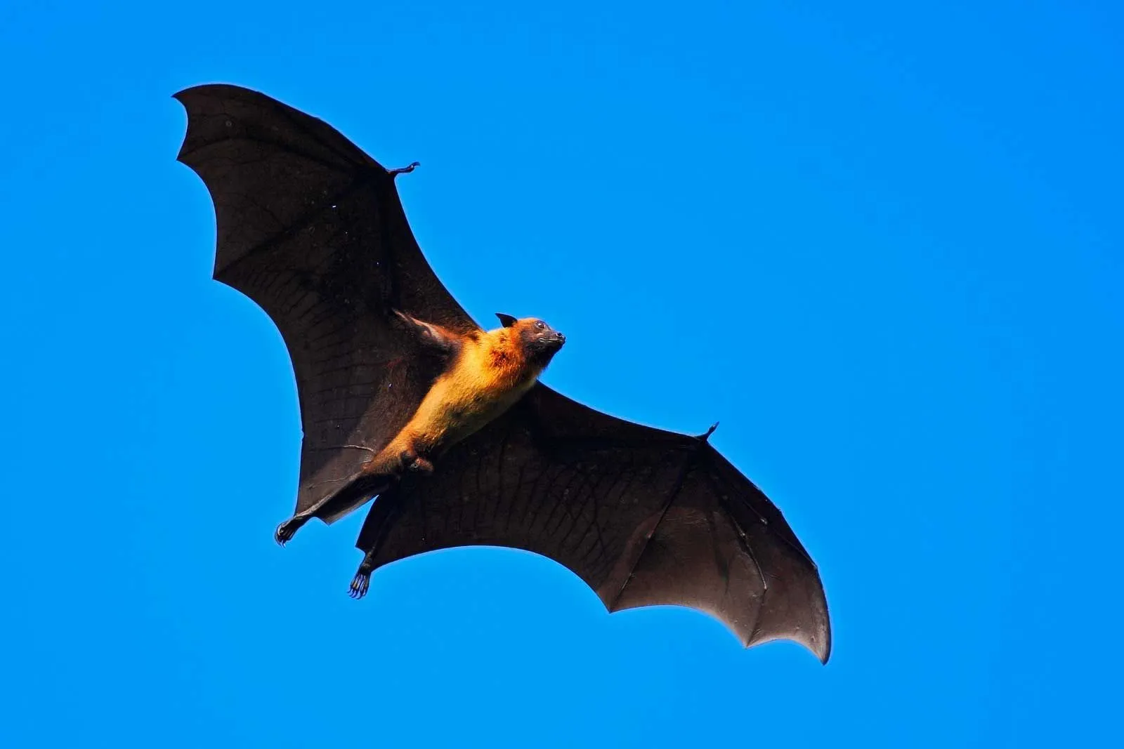 Fun Indian Flying Fox Facts For Kids