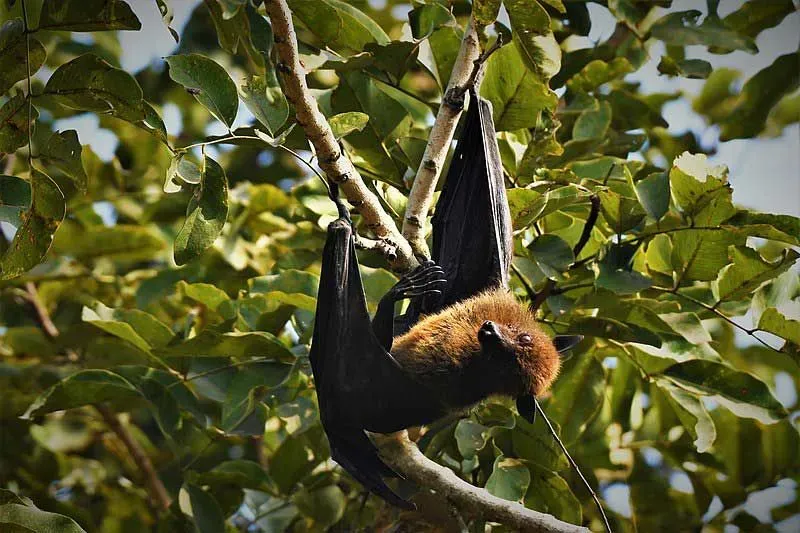 The Indian flying fox species gets its name from its fox-like look.
