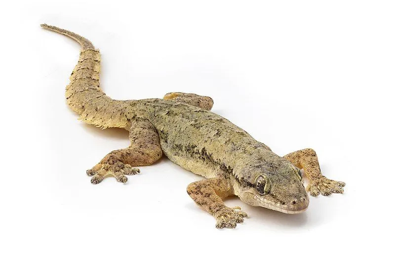 Common house geckos are non-venomous lizards and do not harm humans.