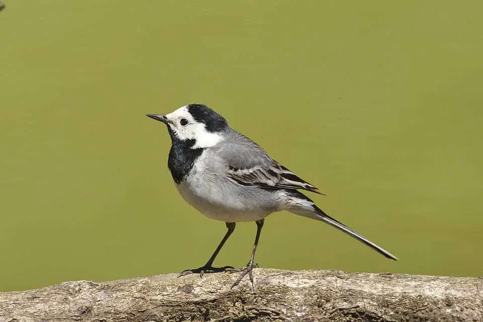 The wagtail bird has both black and white coloration across their body.