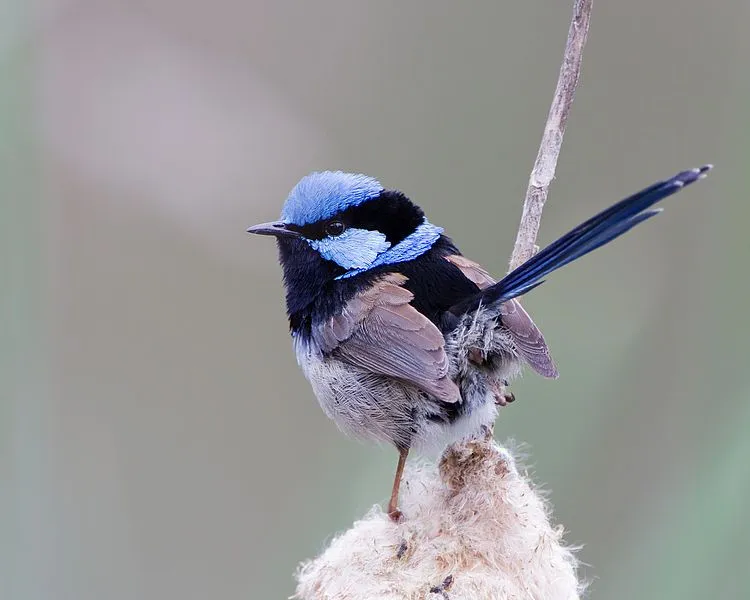 The plumage of the splendid fairywren is predominantly blue.