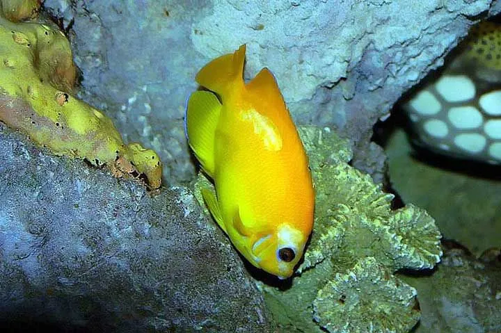 Lemonpeel angelfish has yellow body coloration with blue lip line, fin edge, and eyeline.