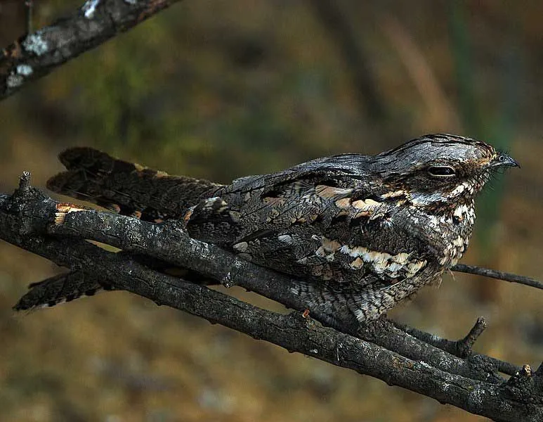 The body colors of the European nightjar breed make them camouflaged to their habitat.