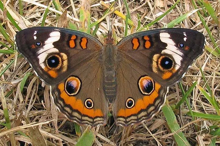 Get to know more information about the common buckeye Junonia coenia and their habitat or host plants