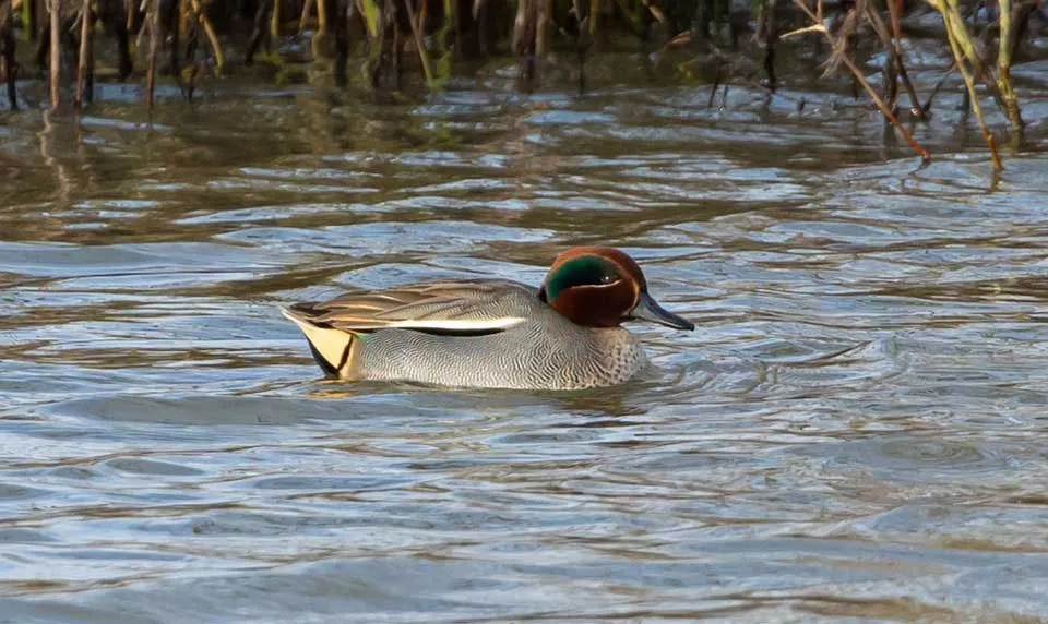These rare Eurasian teal facts would make you love them